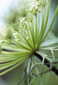 DAUCUS CAROTA, CARROT - WILD CARROT