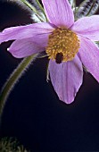 PULSATILLA VULGARIS, PASQUE FLOWER