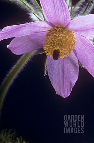 PULSATILLA_VULGARIS_PASQUE_FLOWER