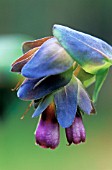 CERINTHE ‘BLUE KIWI’, CERINTHE