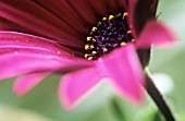 OSTEOSPERMUM ‘BODEGAS PINK’, OSTEOSPERMUM