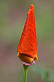 ESCHSCHOLZIA CALIFORNICA, POPPY - CALIFORNIAN POPPY