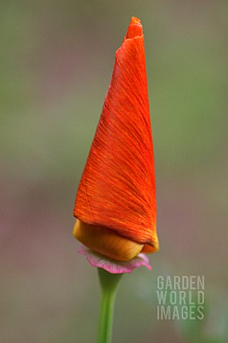 ESCHSCHOLZIA_CALIFORNICA_POPPY__CALIFORNIAN_POPPY