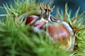 AESCULUS HIPPOCASTANUM, HORSE CHESTNUT, CONKER