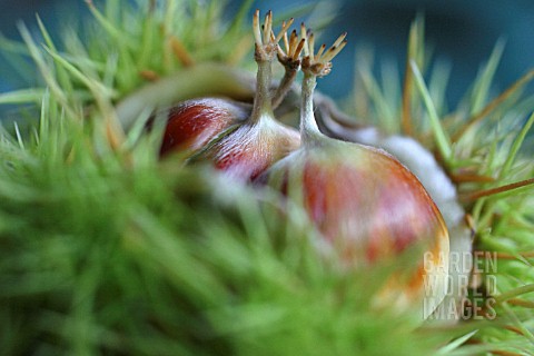 AESCULUS_HIPPOCASTANUM_HORSE_CHESTNUT_CONKER