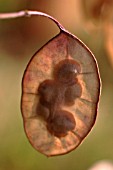 LUNARIA ANNUA, HONESTY