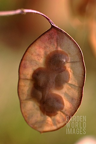 LUNARIA_ANNUA_HONESTY