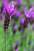 LAVANDULA STOECHAS, LAVENDER - FRENCH LAVENDER