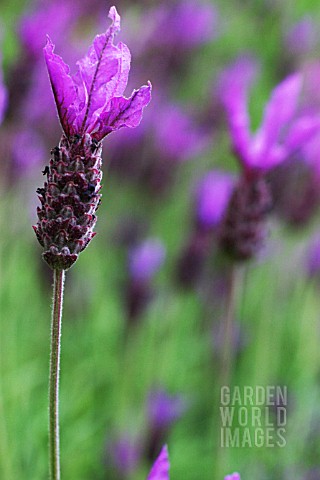 LAVANDULA_STOECHAS_LAVENDER__FRENCH_LAVENDER