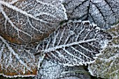 FROSTED LEAVES