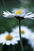 BELLIS PERENNIS, DAISY - LAWN DAISY