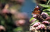 INACHIS IO (PEACOCK BUTTERFLY)  ON FLOWER