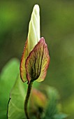 CALYSTEGIA SEPIUM, HEDGE BINDWEED