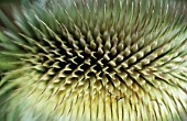 DIPSACUS FULLONUM, TEASEL