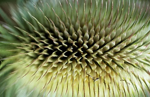 DIPSACUS_FULLONUM_TEASEL