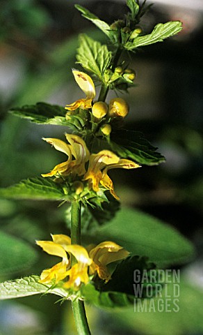 LAMIUM_DEAD_NETTLE