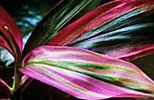 CORDYLINE FRUTICOSA, TI PLANT, GOOD LUCK PLANT