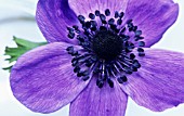 ANEMONE CORONARIA DE CAEN, ANEMONE