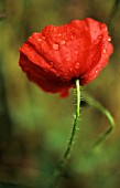 PAPAVER RHOEAS, POPPY