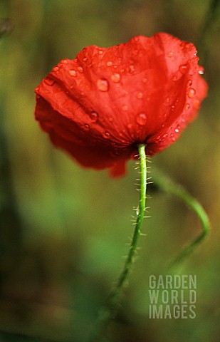 PAPAVER_RHOEAS_POPPY