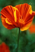 ESCHSCHOLZIA CALIFORNICA ‘MISSION BELLS’, POPPY - CALIFORNIAN POPPY