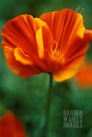 ESCHSCHOLZIA_CALIFORNICA_MISSION_BELLS_POPPY__CALIFORNIAN_POPPY