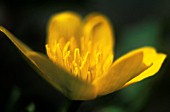 RANUNCULUS ACRIS, BUTTERCUP