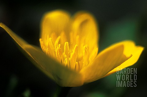 RANUNCULUS_ACRIS_BUTTERCUP