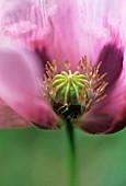 PAPAVER SOMNIFERUM, POPPY - OPIUM POPPY