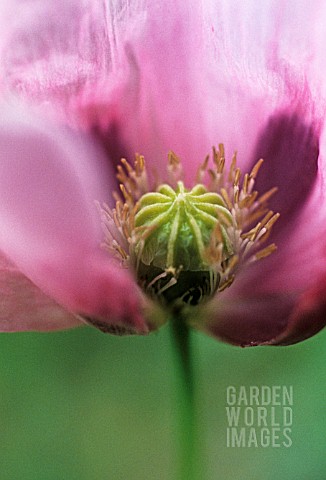 PAPAVER_SOMNIFERUM_POPPY__OPIUM_POPPY