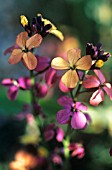 ERYSIMUM LINIFOLIUM VARIEGATUM’, WALLFLOWER