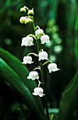 CONVALLARIA MAJALIS, LILY-OF-THE-VALLEY