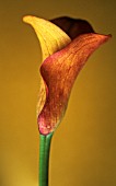 ZANTEDESCHIA, LILY - ARUM LILY, CALLA LILY