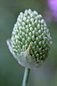 ALLIUM SPHAEROCEPHALON, ALLIUM