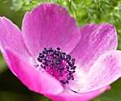 ANEMONE CORONARIA DE CAEN, ANEMONE