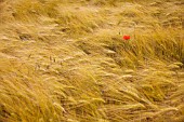 HORDEUM JUBATUM, BARLEY