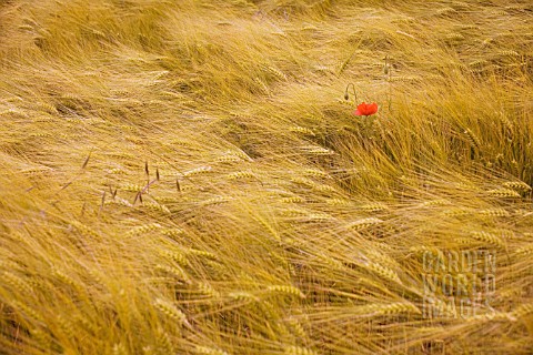 HORDEUM_JUBATUM_BARLEY