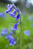 HYACINTHOIDES NON-SCRIPTA, BLUEBELL - ENGLISH BLUEBELL