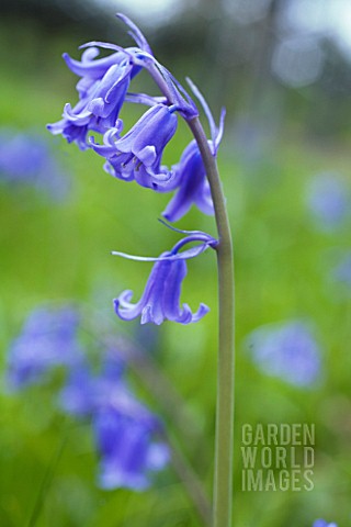 HYACINTHOIDES_NONSCRIPTA_BLUEBELL__ENGLISH_BLUEBELL