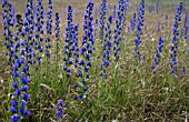 ECHIUM VULGARE, VIPERS BUGLOSS