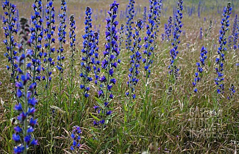 ECHIUM_VULGARE_VIPERS_BUGLOSS