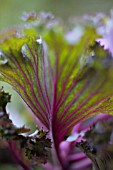 BRASSICA OLERACEA, CABBAGE - ORNAMENTAL CABBAGE