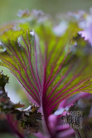 BRASSICA_OLERACEA_CABBAGE__ORNAMENTAL_CABBAGE