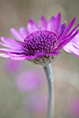 CATANANCHE, CUPID’S DART