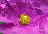 CISTUS ‘SUNSET’, ROCK ROSE