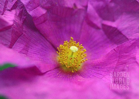 CISTUS_SUNSET_ROCK_ROSE