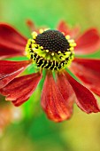 HELENIUM MOERHEIM BEAUTY, HELENS FLOWER, SNEEZEWEED