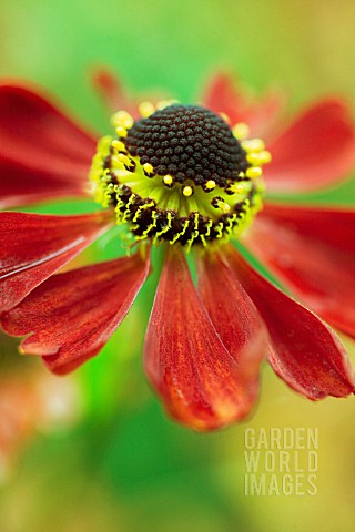 HELENIUM_MOERHEIM_BEAUTY_HELENS_FLOWER_SNEEZEWEED