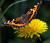 TARAXACUM OFFICINALE, DANDELION