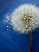 TARAXACUM OFFICINALE, DANDELION CLOCK